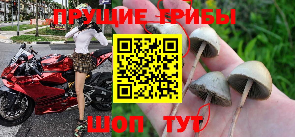 Галлюциногенные грибы Cubensis  Вход с VPN  Ржев  Галлюциногенные грибы Cubensis 